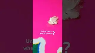 Name: Citrus flatid planthopper