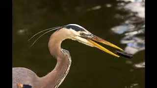 Florida birds in winter