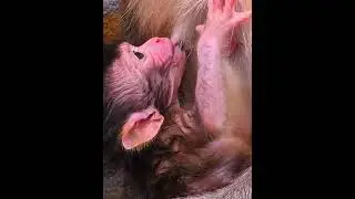 Very Nice Newborn Baby Monkey With Mommy #animallife #babymonkeys #monkeysr #animals #babymonkey