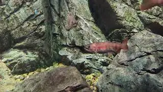 好美的櫻鱒＠新潟市水族館日本海