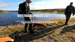 Bittermarkaprøven august 2021. Irsksetter på jaktprøve.