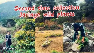 # Wild edible plants # second time Jaringa collection # with son