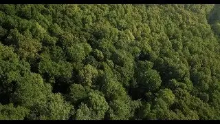 Aerial Top View of Caucasian Mountain Forest, Texture of Forest View From Above. | Stock Footage -