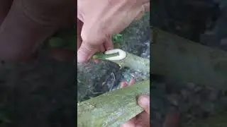 Kỹ thuật gh&eacute;p v&agrave; chăm s&oacute;c c&acirc;y mới nhất - The latest technique of grafting and tree care #0939