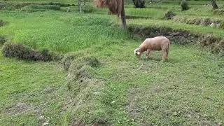 My 1st vlog in Village (Gunehar valley )