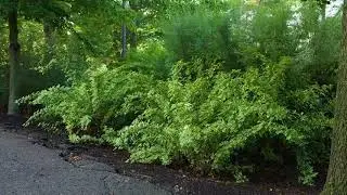 Eleutherococcus sieboldianus 'Variegatus'  - Variegated Five Leaf Aralia