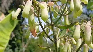The plant which offers protection from Ghosts and Demons😈.. 🥵