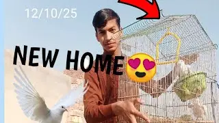New home for doves🥳😍|alipethouse