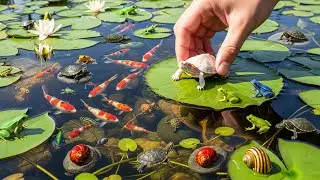 Finding Beautiful Creatures in a Lotus Pond! Catch and Release