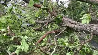 Tree falls on a woman&rsquo;s car while driving