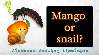 Glowworm feeding | Mango or snail? | Timelapse | Lampyris sardiniae