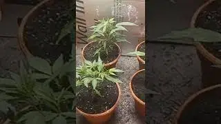 white widow  closet grow