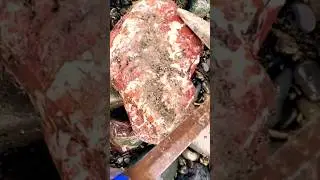 A Brecciated Red Jasper 