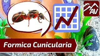 FORMICA CUNICULARIA Update - What you NEED TO KNOW about Formica Ants!