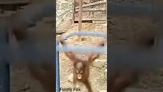 Funny video #animalfails #cuteanimals #funnyanimals #adorablepets #animalbloopers #animalmischief