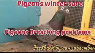 Pigeons winter care guidance | pigeons chronic respiratory problems & cold & breathing problems