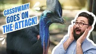 What to Do When a Cassowary Goes on the Attack!