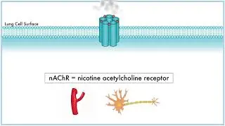 Nicotine Cell Signaling pathway