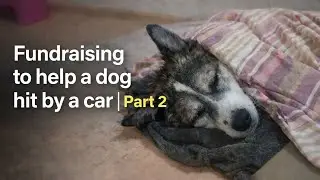 Fundraising to help a dog hit by a car|Part 2