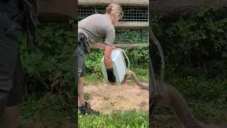 Ostrich feed time!