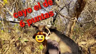 cayo el venado de 6 en el &uacute;ltimo video del a&ntilde;o #caceriadevenados