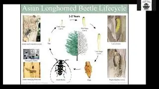 Asian Longhorned Beetle: Everything You Need to Know in 30 Minutes