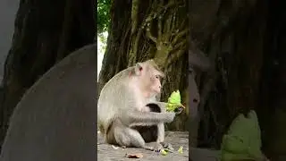 Cute Baby Monkey Cinn #Shorts 169