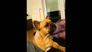 french bulldog begging for baconchips