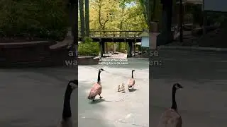 Worlds of Fun - Geese Preseason Walks (2025) #shorts