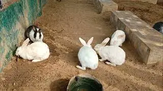 🐰 Bunnies Enjoy Sweet Little Moments of Joy 🐰#travelvlog #rabbit #funnyrabbit #bunny #cuterabbit 