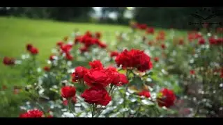 God&rsquo;s Message in the Quran | Guidance for All Humanity