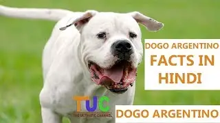 Dogo Argentino Dog Facts In Hindi | Dog Facts | Popular Dogs | The Ultimate Channel
