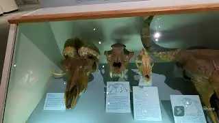 Museum of the North, University of Alaska-Fairbanks@alaskanadventurers6926