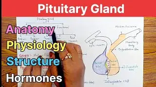 Pituitary Gland Anatomy & Physiology ll Structure ll Hormones ll Functions