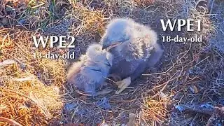 #91🦅🐥18°🐥13°／Winter Park Eagle Nest 2026／Against All Odds:One-Eyed Mom／by Winter Park Eagle Cam