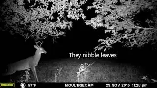 The secret life of deer
