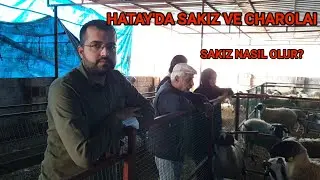 HATAY'DA SAKIZ NASIL OLUR | HATAY'DA CHAROLAIS ÇOK ŞAŞIRDIM | HATAY