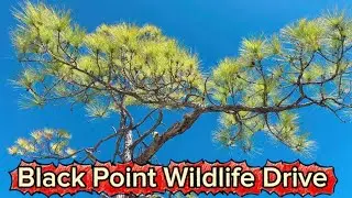 A top must-drive-on wildlife drive in Merritt Island National Wildlife Refuge#Black Point