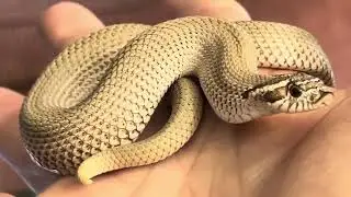 Mr.Flea:Arctic superconda handling session #hognosesnake #reptiles #snake #animals #colubrid #hogs