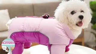 Small Dog Coats 🐾 Waterproof Pet Clothes