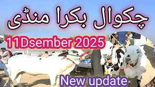 Chakwal Mandi today|chakwal Mandi new update|chakwal Bakra Mandi 2025