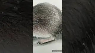 Color Pencil Drawing - 3d Drawing - 3d Rat Drawing - Realistic Drawing #shorts