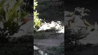 VIVA A NATUREZA