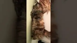 Why do they lined up on the wall like this? #CatMystery