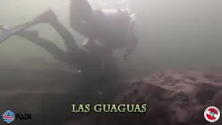 LA COCHA SUBACUATICA