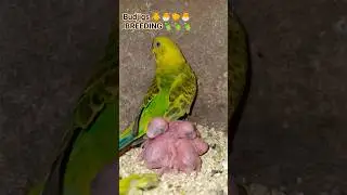 Budjigs Breeding 🐣🐥🐥 #birds #parrotcare #parrotbreeding #budgiebreeding