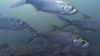 Native Fish: Tarpon or Oxeye Herring (Megalops cyprinoides), Finniss River, Northern Territory