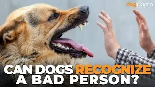 Can Dogs Recognize A Bad Person - How Dogs Recognize A Bad Person