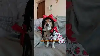 Sono bella sono simpatica...🍯 #merybijouesciarpina #comedy #jackrussell #bambina #bimba