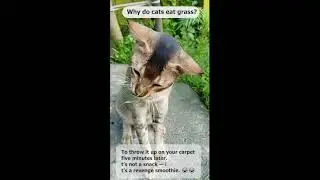 Why Do Cats Eat Grass? (The Real Reason Will Shock Your Carpet!) 😂🌱 #Shorts